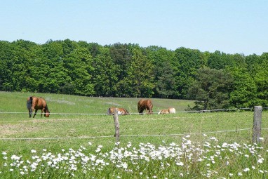 Hotel und Restaurant Gut Sarnow: Ocio